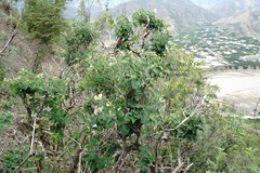 Lonicera iberica