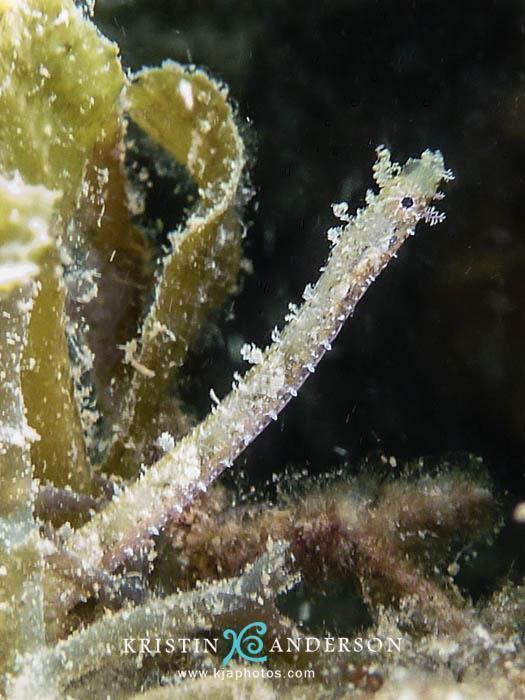 Duncker's Pipefish