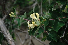 Lonicera iberica