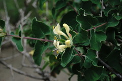 Lonicera iberica