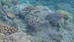 Cantherhines dumerilii