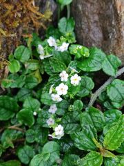 Trigonotis formosana elevatovenosa