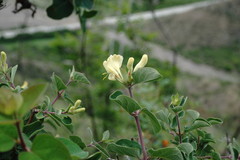 Lonicera iberica