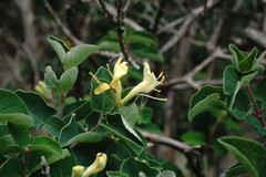 Lonicera iberica