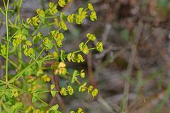 Euphorbia segetalis