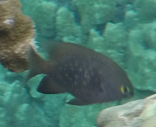 Plectroglyphidodon marginatus