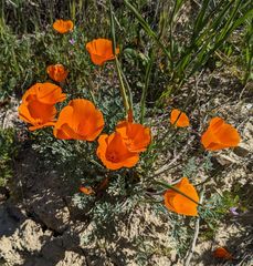 Eschscholzia lemmonii