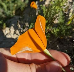 Eschscholzia lemmonii