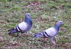 Columba livia domestica
