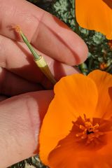 Eschscholzia lemmonii