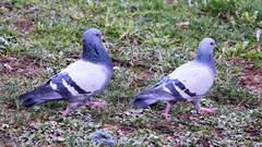 Columba livia domestica