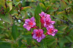 Weigela floribunda