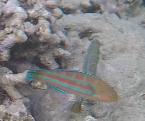 Thalassoma trilobatum