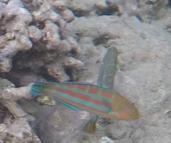 Thalassoma trilobatum