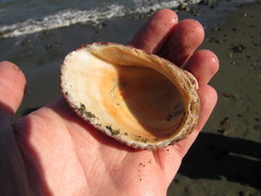 Concholepas concholepas