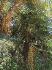 Cyathea cunninghamii