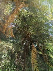 Cyathea cunninghamii