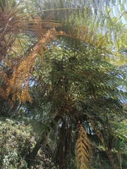 Cyathea cunninghamii