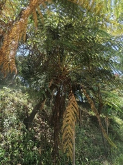 Cyathea cunninghamii