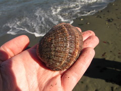 Concholepas concholepas