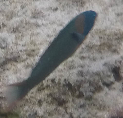 Thalassoma duperrey