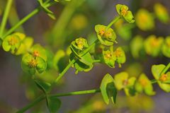Euphorbia segetalis