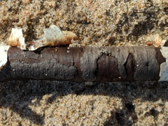 Diatrype decorticata