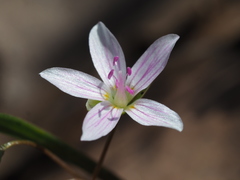 Claytonia virginica