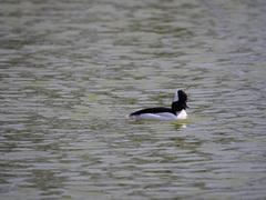 Bucephala albeola