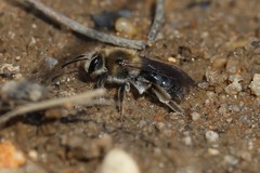 Andrena barbara