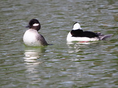 Bucephala albeola