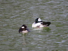 Bucephala albeola