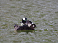 Bucephala albeola