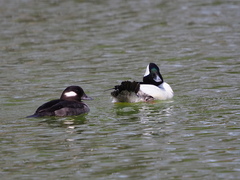 Bucephala albeola
