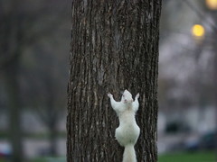 Sciurus carolinensis