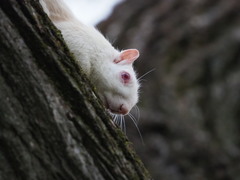 Sciurus carolinensis