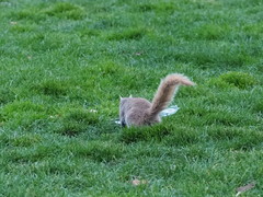 Sciurus carolinensis