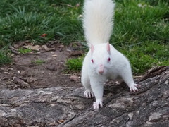 Sciurus carolinensis