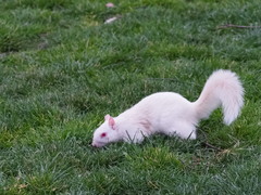 Sciurus carolinensis