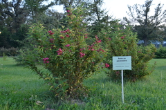 Weigela floribunda
