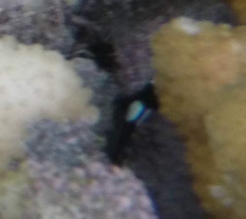Dascyllus albisella