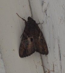 Catocala muliercula