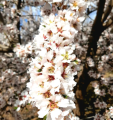 Prunus amygdalus