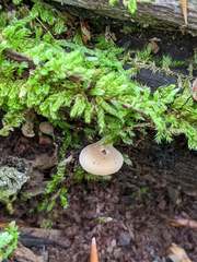 Hohenbuehelia angustata