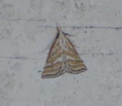 Leptosteges parthenialis