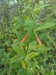 Lisianthius axillaris