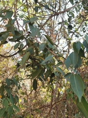 Rourea glabra