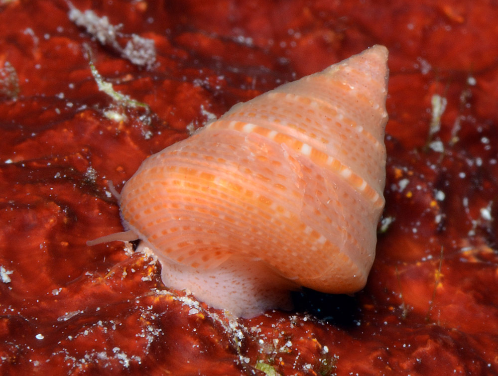 Calliostoma ticaonicum