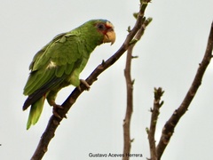 Amazona albifrons