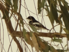 Ficedula semitorquata